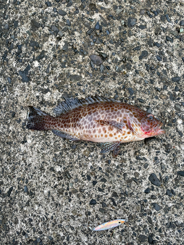 オオモンハタの釣果