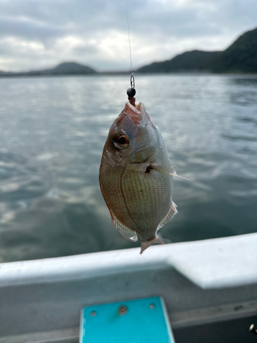 チャリコの釣果