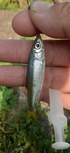 オイカワの釣果