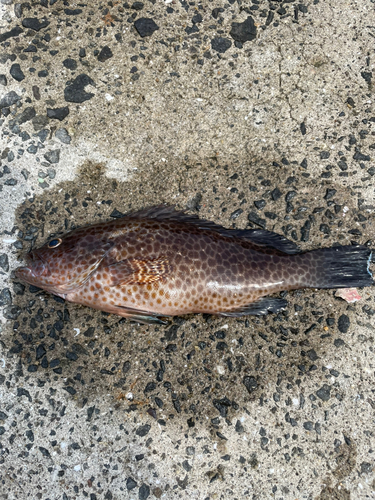 オオモンハタの釣果