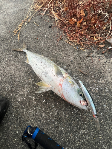 ヤズの釣果