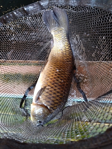 コイの釣果