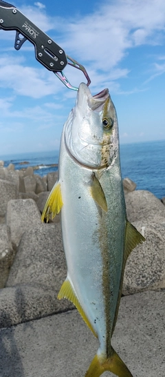 ヒラマサの釣果