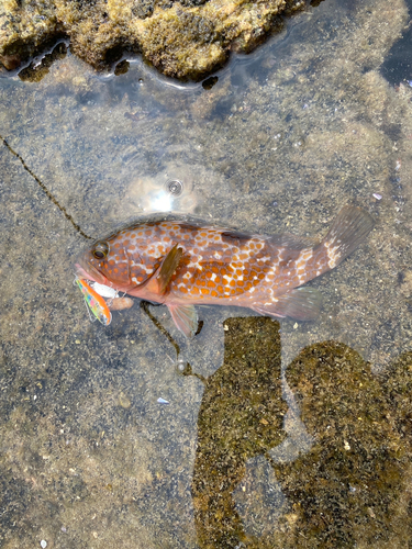 キジハタの釣果