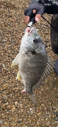 キビレの釣果