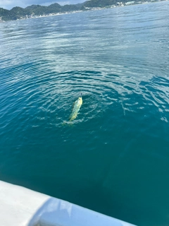 シイラの釣果