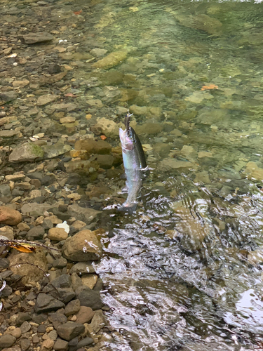 ニジマスの釣果