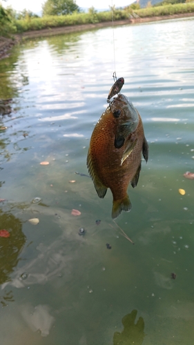 ブルーギルの釣果