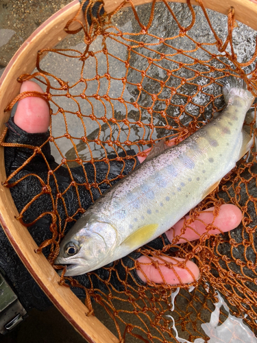 ヤマメの釣果