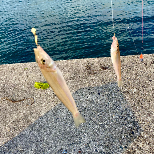 シロギスの釣果