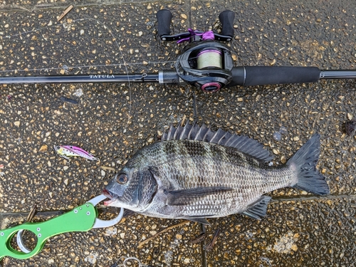 クロダイの釣果