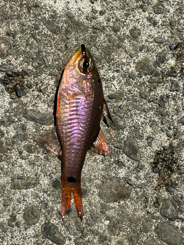 ネンブツダイの釣果