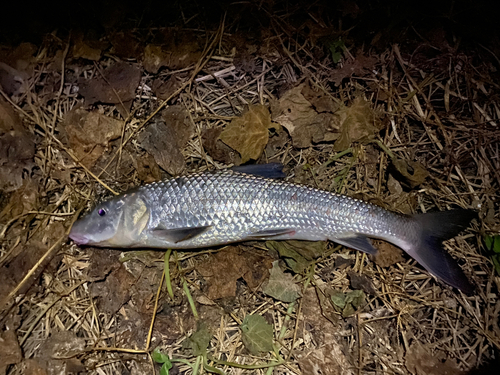 ニゴイの釣果