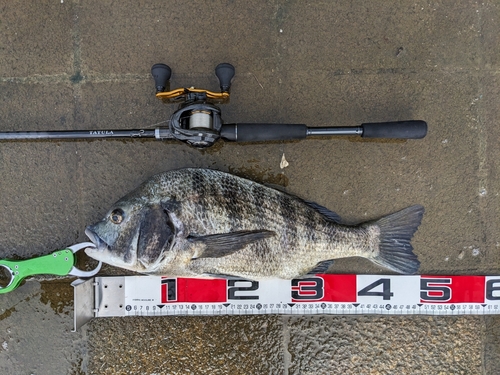 クロダイの釣果