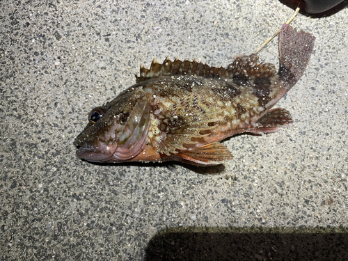 カサゴの釣果