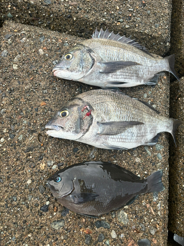 クロダイの釣果