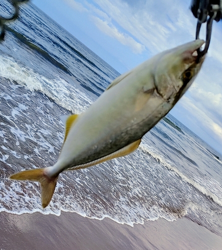 ショゴの釣果