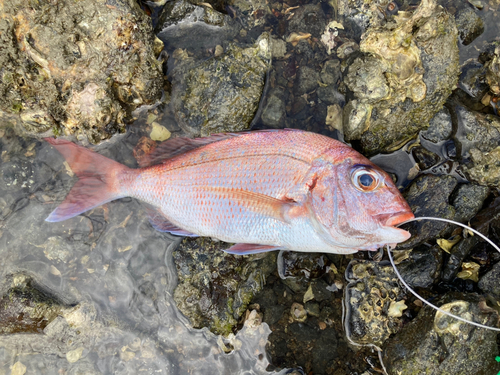 タイの釣果