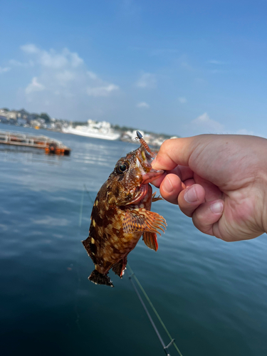 ヒレナガカンパチの釣果