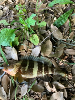 アオハタの釣果