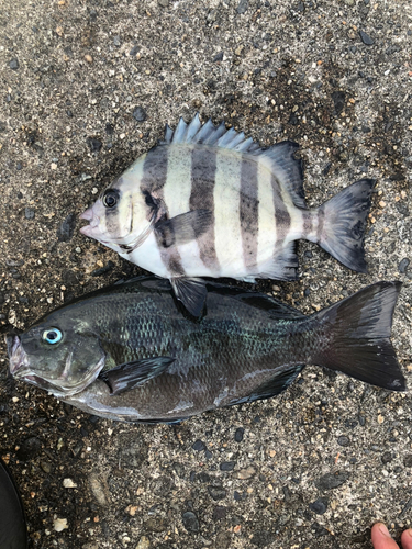 メジナの釣果