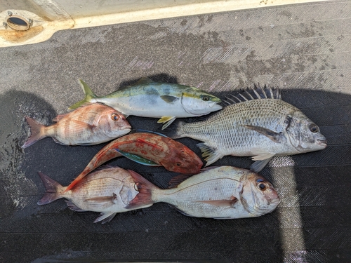 マダイの釣果