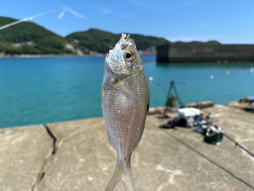 クロサギの釣果