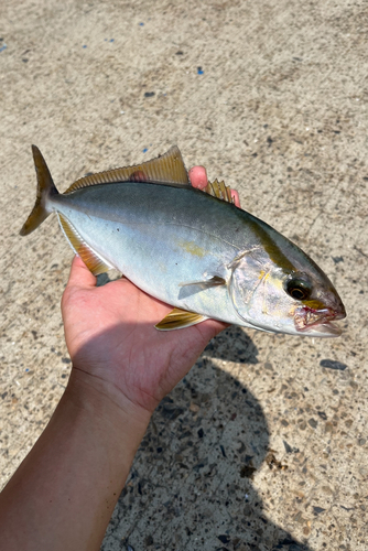 ネリゴの釣果