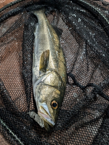 マルスズキの釣果