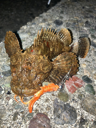 オニオコゼの釣果