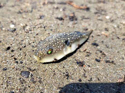 クサフグの釣果