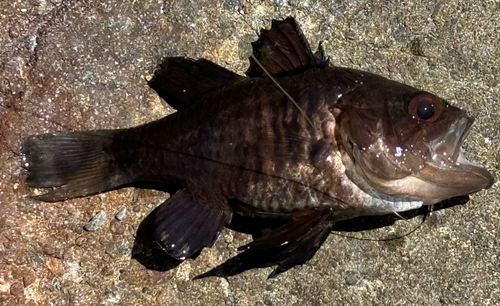 クロイシモチの釣果