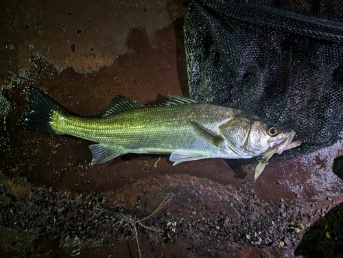 マルスズキの釣果