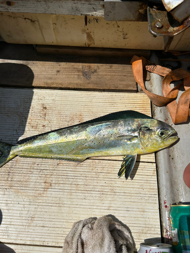 シイラの釣果