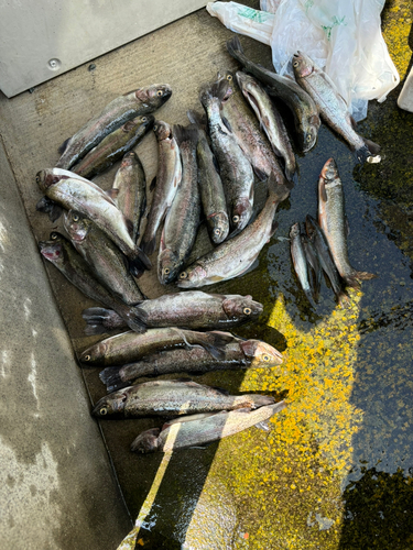 ニジマスの釣果