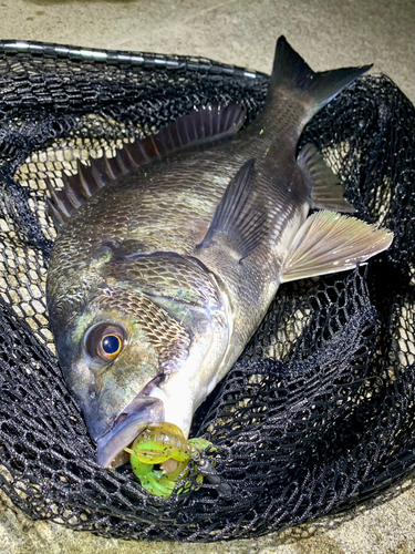 チヌの釣果