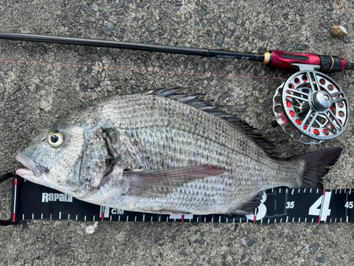 クロダイの釣果