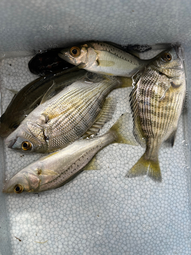 クロダイの釣果