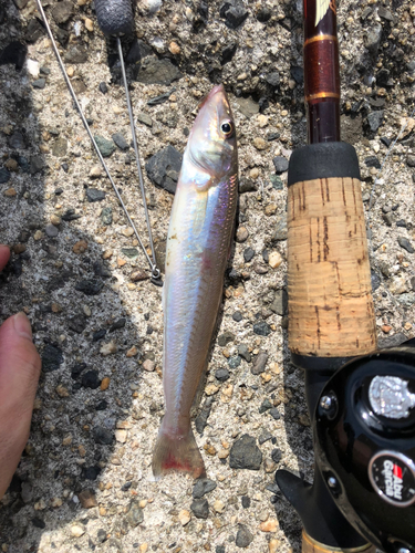 キスの釣果