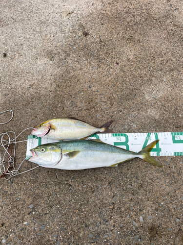 イナダの釣果