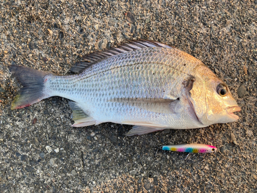 チヌの釣果