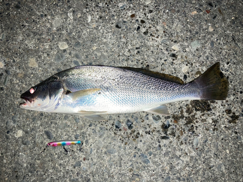 ニベの釣果