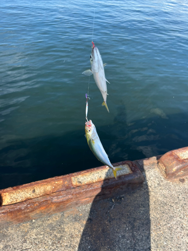 サバの釣果