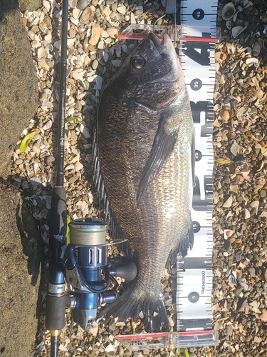 クロダイの釣果