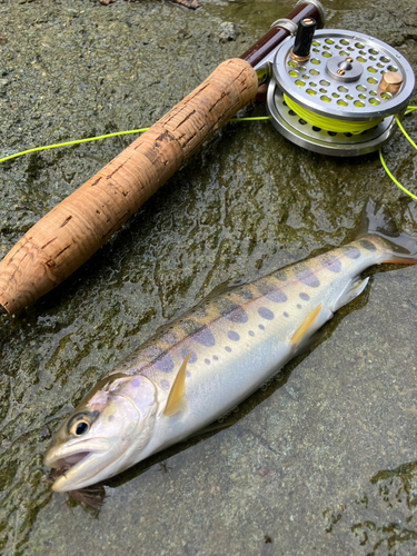 ヤマメの釣果