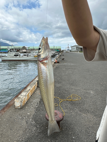 シロギスの釣果