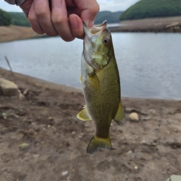 スモールマウスバス