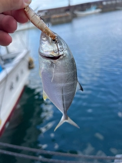 ギンガメアジの釣果