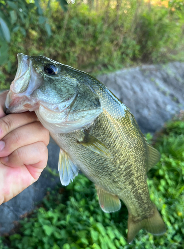 ラージマウスバスの釣果