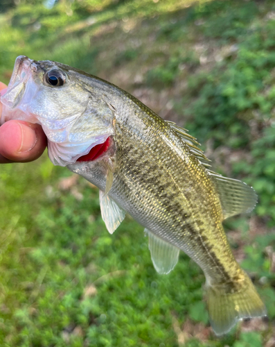 ラージマウスバスの釣果